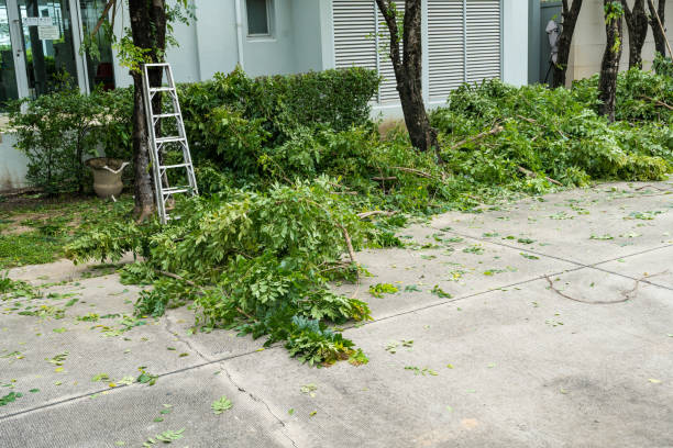 How Our Tree Care Process Works  in  Vista Santa Rosa, CA